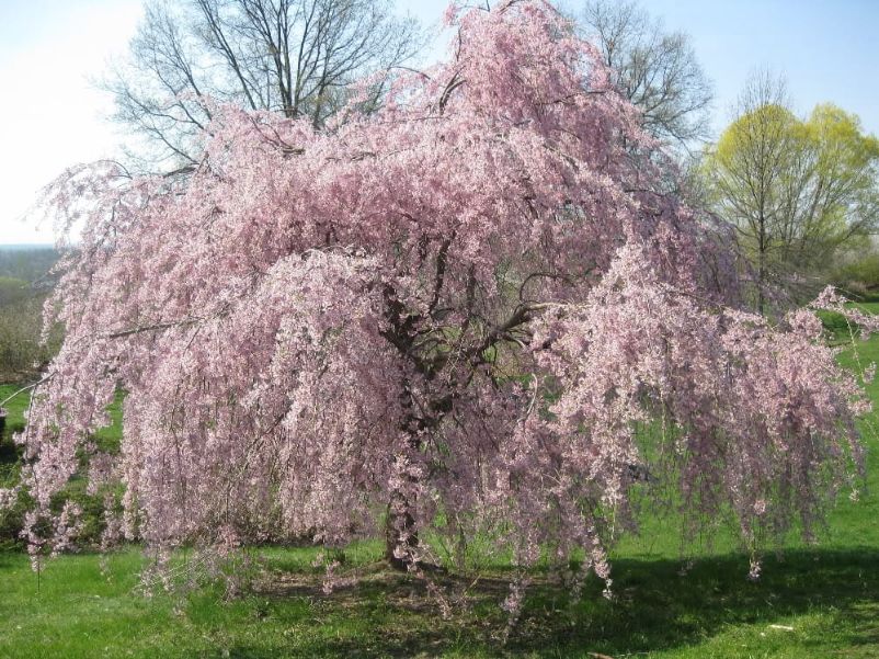 The Best Trees for Any Backyard 11