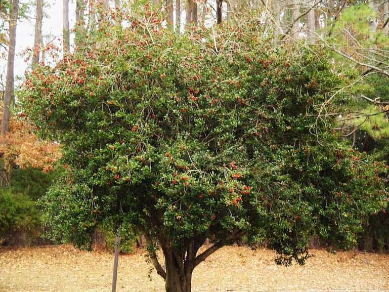 The Best Trees for Any Backyard 2