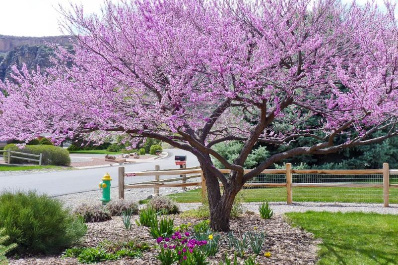 The Best Trees for Any Backyard 4