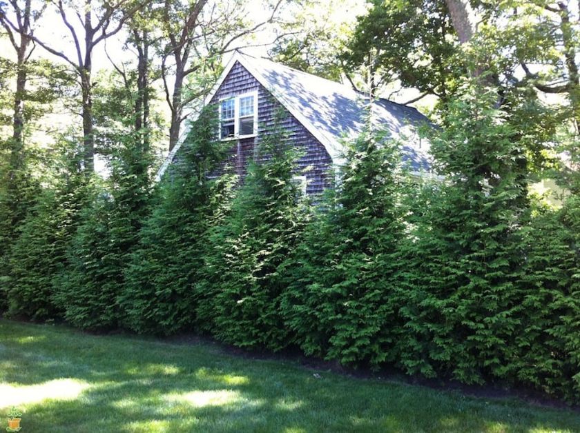 The Best Trees for Any Backyard 5