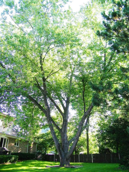 The Best Trees for Any Backyard 8